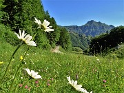 17 Bianche margherite nel verde dei prati con vista in Tre Signori